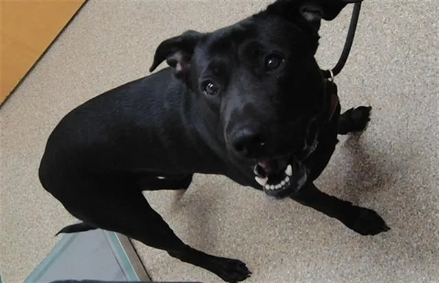 An adult large-sized male Labrador Retriever dog named Sam for adoption in Albuquerque, NM