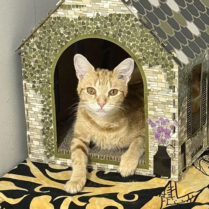 An adult medium-sized female Domestic Short Hair cat named Butterscotch for adoption in Cumming, GA
