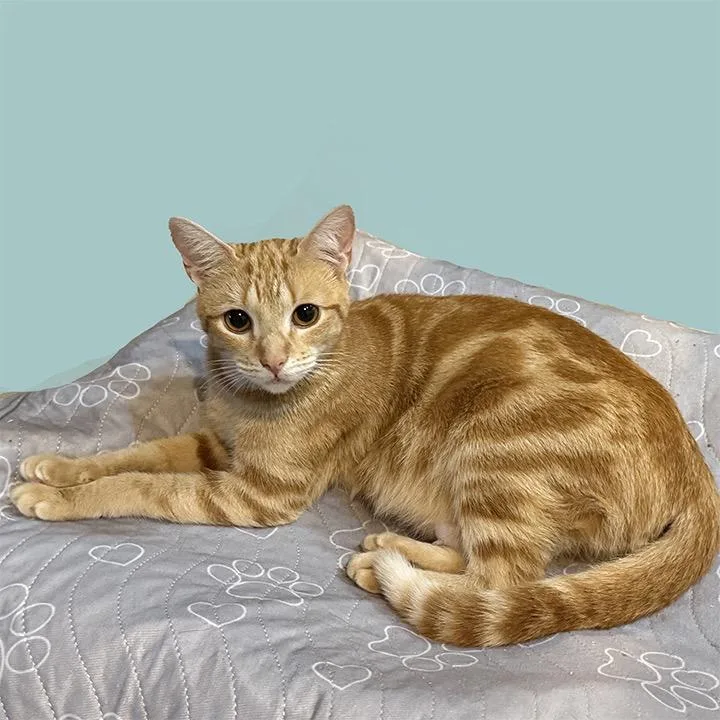 Butterscotch thumbnail 4