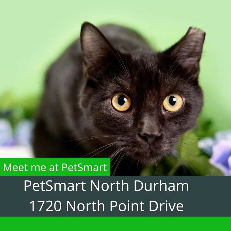 Splendid thumbnail 2