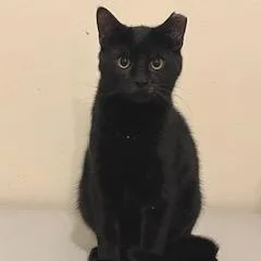 Splendid thumbnail 3