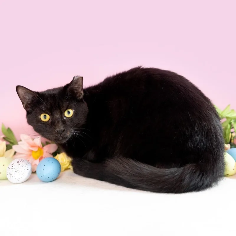 Splendid thumbnail 4