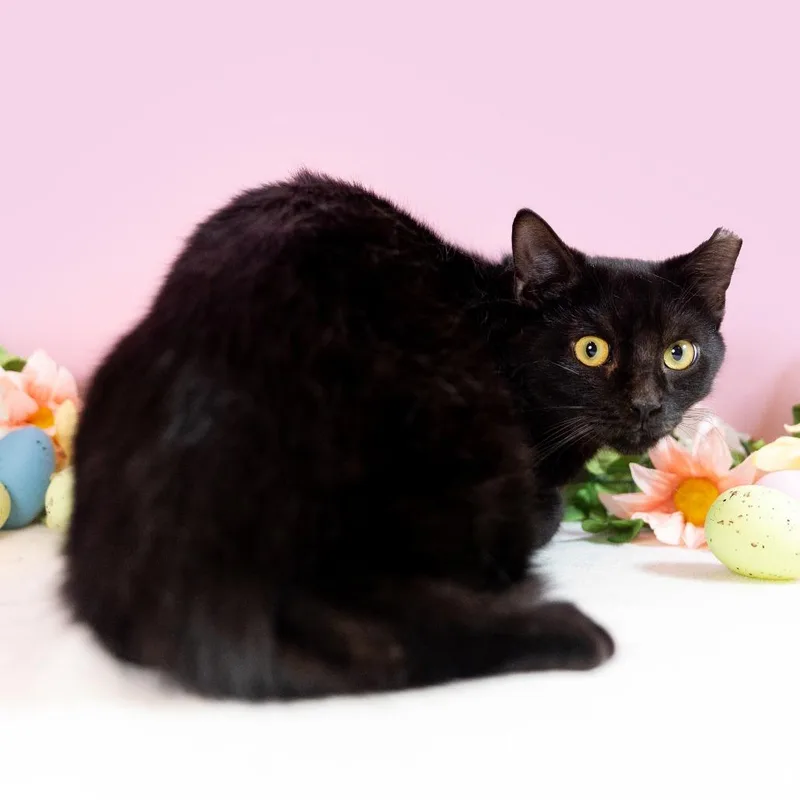 Splendid thumbnail 5