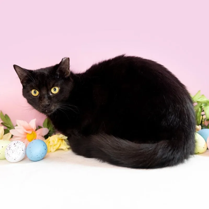 Splendid thumbnail 6