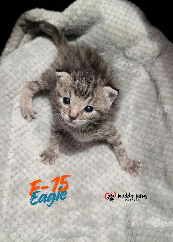 A baby small-sized female Domestic Short Hair cat named F Eagle for adoption in Council Bluffs, IA