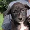 A baby medium-sized male Black Terrier dog named Butch for adoption in Tampa, FL