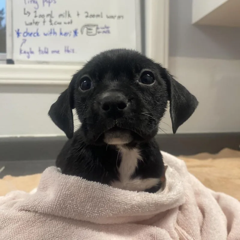 A baby small-sized male Black Mixed Breed dog named Raphael for adoption in Columbus, NC