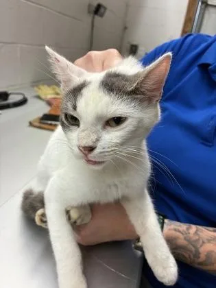 An adult small-sized male Domestic Short Hair cat named Nine for adoption in Gainesville, FL