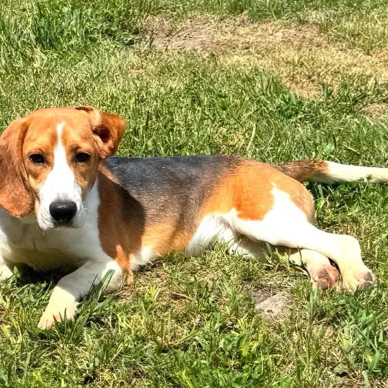 An adult small-sized male Yellow / Tan / Blond / Fawn Beagle dog named WIllie James for adoption in Long Island City, NY