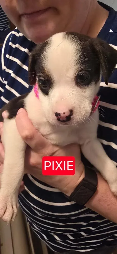 A baby medium-sized female Mixed Breed dog named Pixie for adoption in Raleigh, NC