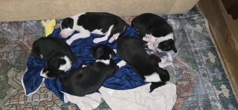 Pixie thumbnail 3