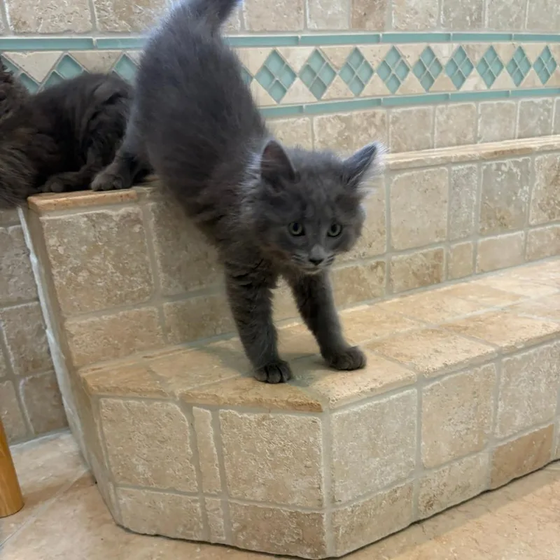 A baby small-sized female Domestic Medium Hair cat named Miss Hissy Pants for adoption in Portage, MI