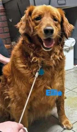 A young medium-sized female Golden Retriever dog named Ellie for adoption in Sudbury, MA