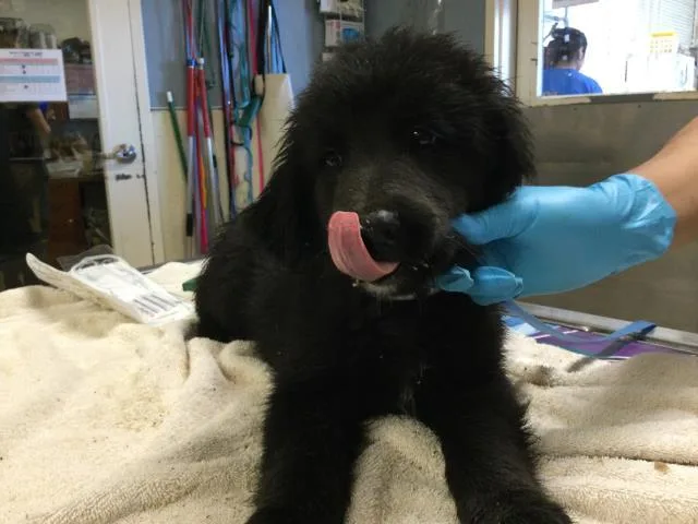 A baby small-sized female Labrador Retriever dog named Vicky for adoption in Riverside, CA