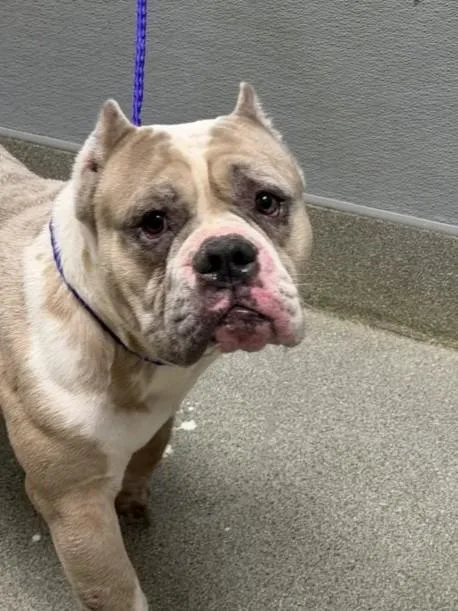 An adult large-sized male American Bulldog dog named Dumbledor for adoption in Las Vegas, NV