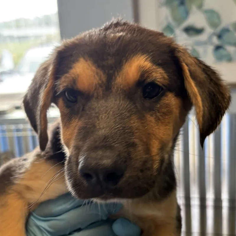 A baby small-sized male Black Shepherd dog named Mermaidman for adoption in Flagstaff, AZ