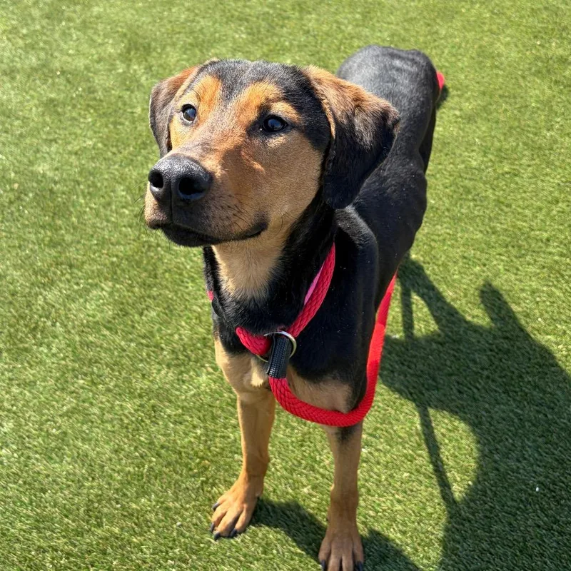 A young medium-sized female Black Mixed Breed dog named Precious for adoption in Philadelphia, PA