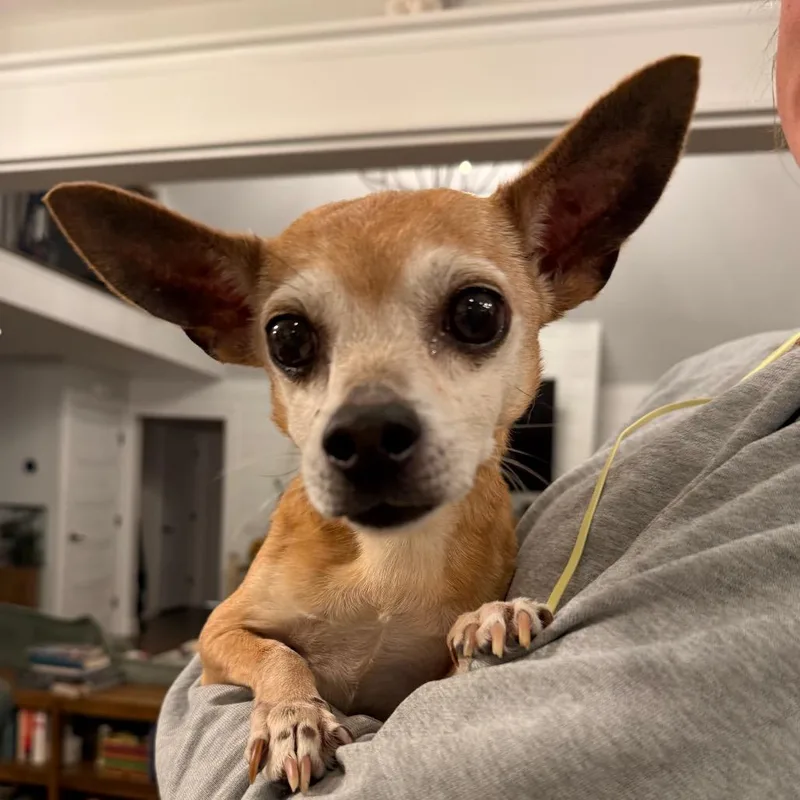 A senior small-sized male Brown / Chocolate Chihuahua dog named Sammy for adoption in Alexandria, VA