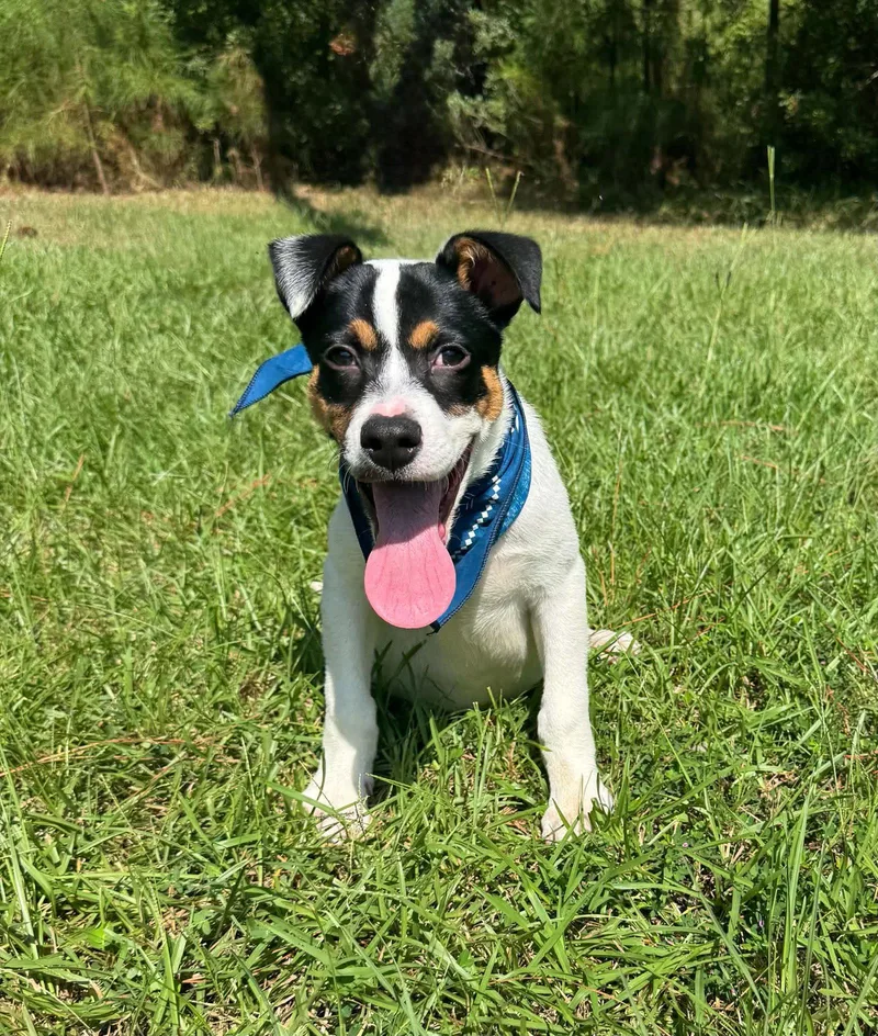 A young medium-sized male Terrier dog named Brody for adoption in Shillington, PA
