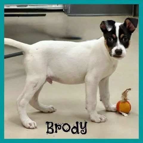 Brody thumbnail 3