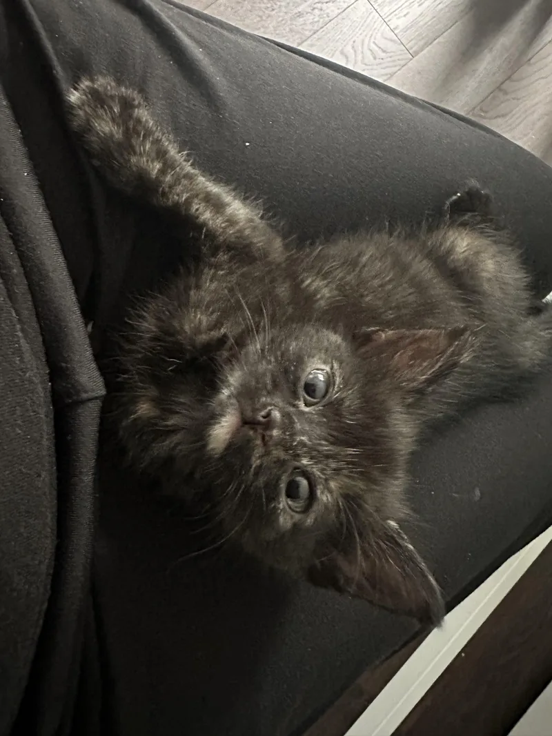 A baby small-sized female Tortoiseshell Domestic Short Hair cat named Marigold for adoption in Verona, NJ
