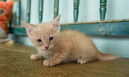 A baby small-sized female Domestic Short Hair cat named Cod for adoption in San Antonio, TX
