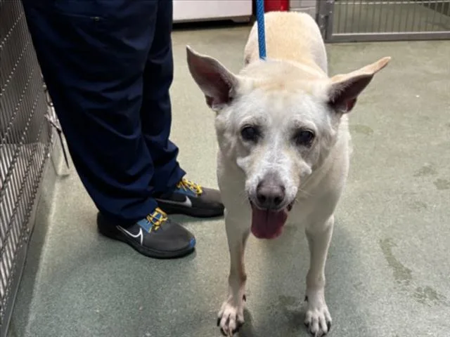 A senior small-sized male Australian Cattle Dog / Blue Heeler dog named Dude for adoption in Santa Fe, NM