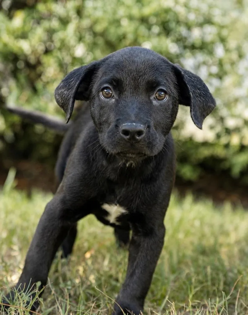 A baby extra large-sized male Labrador Retriever dog named Zeus for adoption in North Syracuse, NY