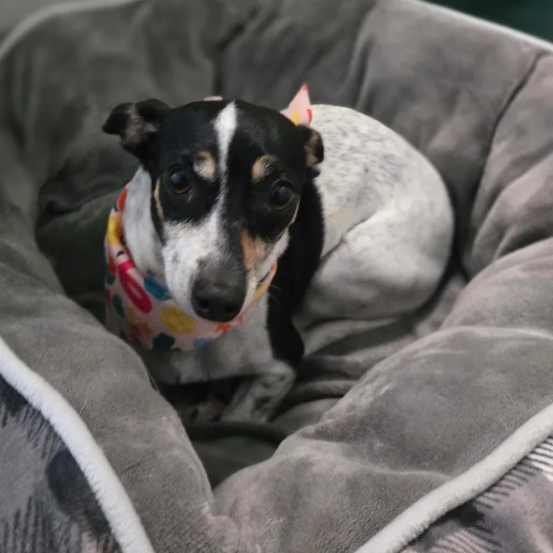 Fiona