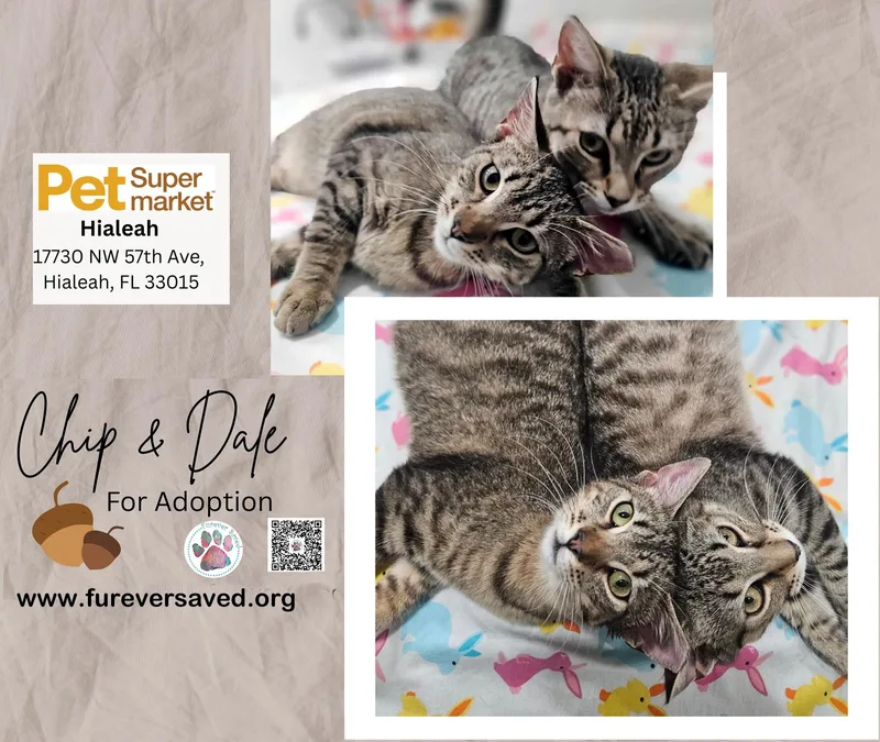 A baby small-sized male Tabby (Brown / Chocolate) Domestic Short Hair cat named Chip And Dale for adoption in Miami, FL