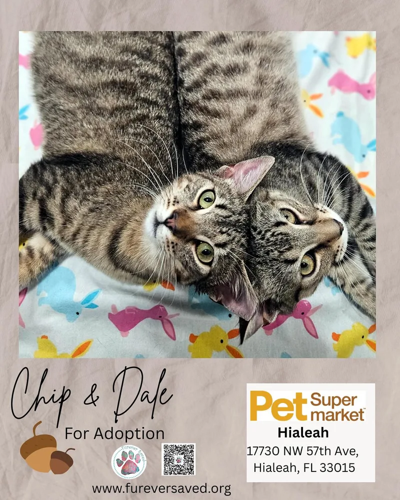 Chip And Dale thumbnail 2