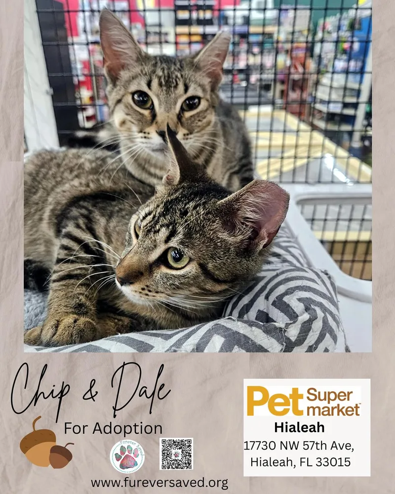 Chip And Dale thumbnail 3