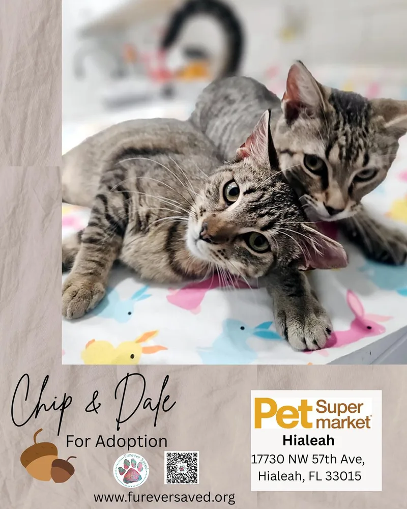 Chip And Dale thumbnail 4