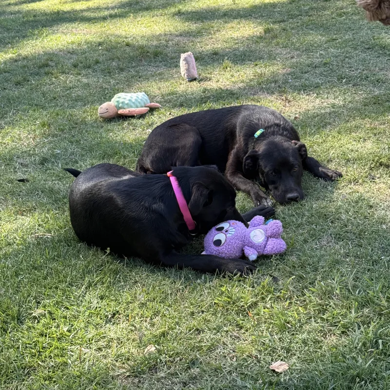 A young large-sized female Black Labrador Retriever dog named GRETA & SHARLA Bonded for adoption in Fosters, AL