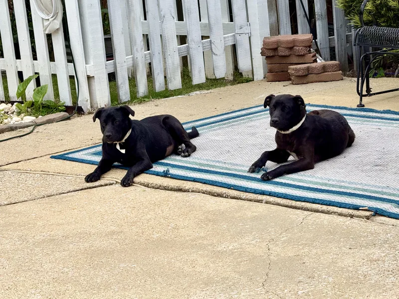 GRETA & SHARLA Bonded thumbnail 2