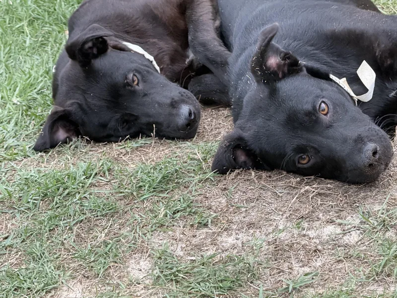 GRETA & SHARLA Bonded thumbnail 4