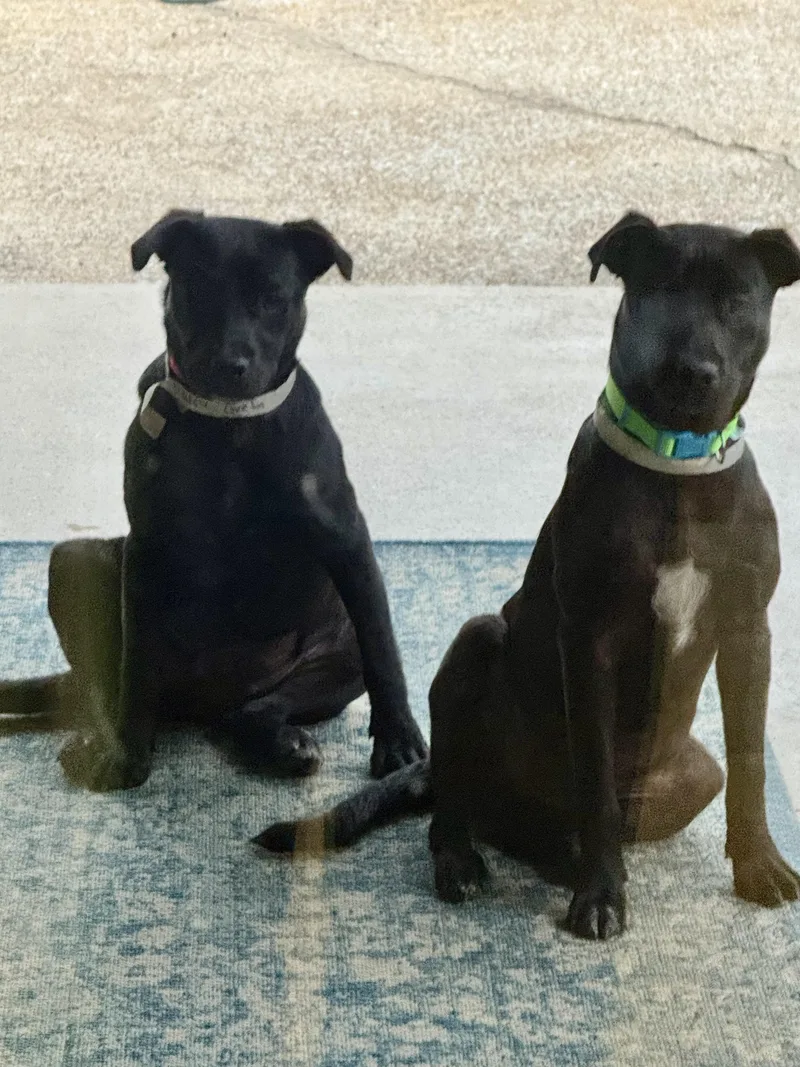 GRETA & SHARLA Bonded thumbnail 5