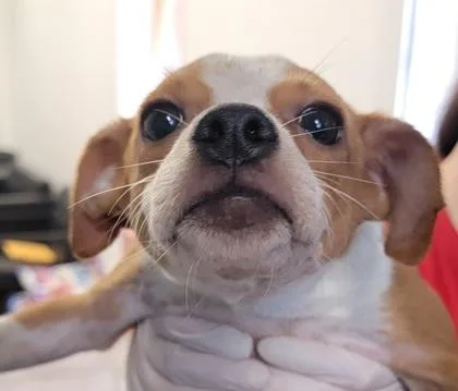 A baby medium-sized female Mixed Breed dog named Avery for adoption in West Chester, PA