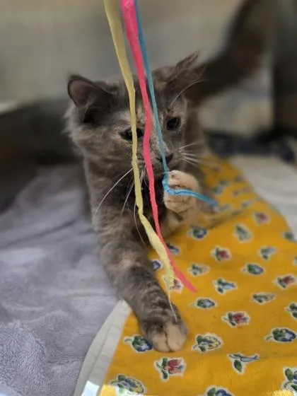 A young small-sized female Domestic Medium Hair cat named Orla for adoption in Westland, MI