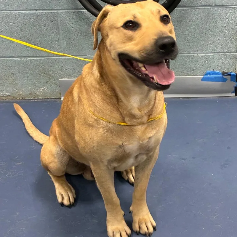 An adult large-sized male Yellow / Tan / Blond / Fawn Labrador Retriever dog named Rambler for adoption in Greensboro, NC