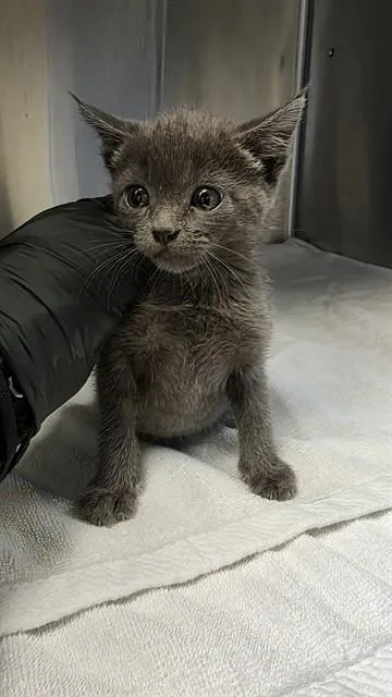 A baby small-sized female Domestic Short Hair cat named A for adoption in Martinez, CA