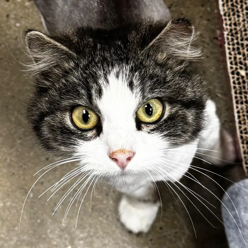 A young small-sized female Tabby (Tiger Striped) Domestic Long Hair cat named Cookie for adoption in Maple Shade, NJ