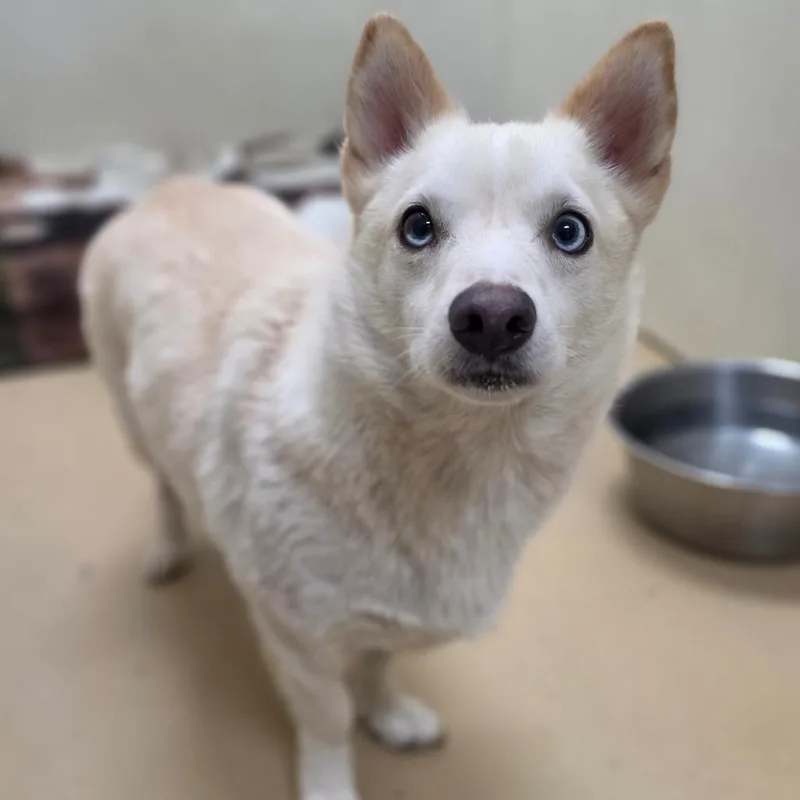 An adult small-sized male Pomeranian dog named Oogie Boogie Chino for adoption in Chino Hills, CA