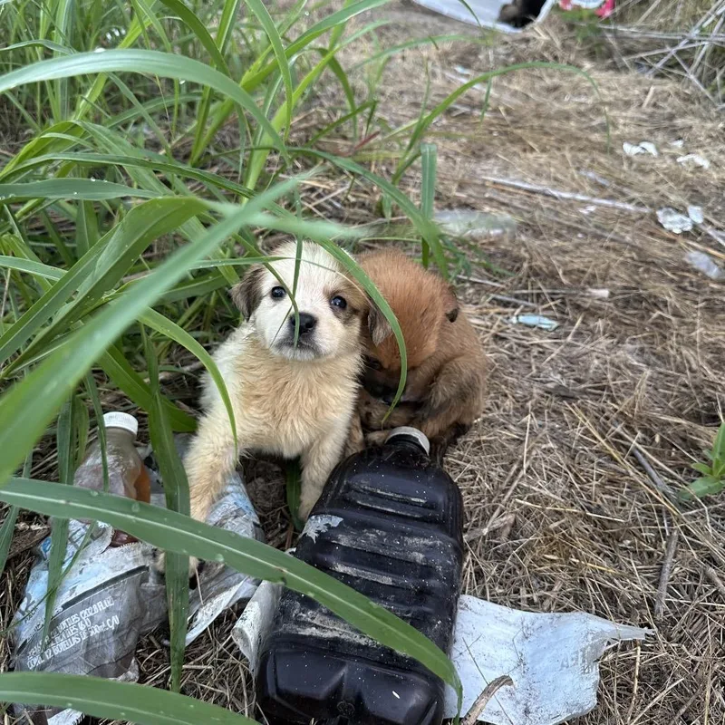 A baby small-sized female White / Cream Australian Shepherd dog named Searsy for adoption in Ennis, TX