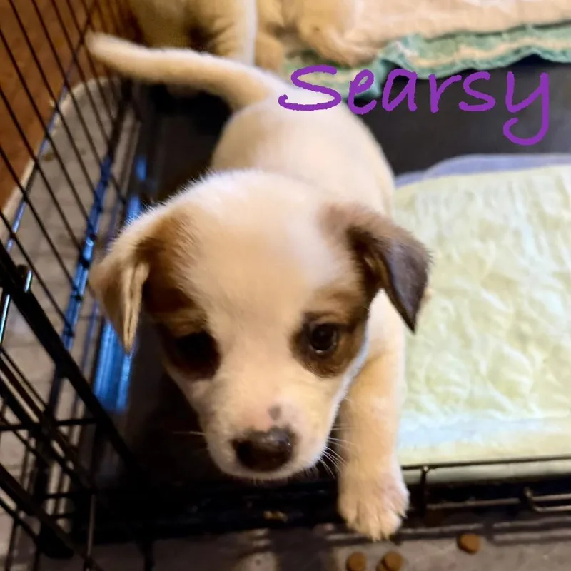 Searsy thumbnail 3