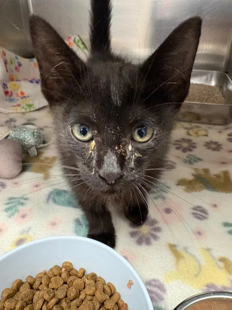 A baby small-sized male Domestic Short Hair cat named Tired for adoption in Lockhart, TX