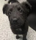A baby large-sized male Flat-Coated Retriever dog named Alonzo for adoption in Morton Grove, IL
