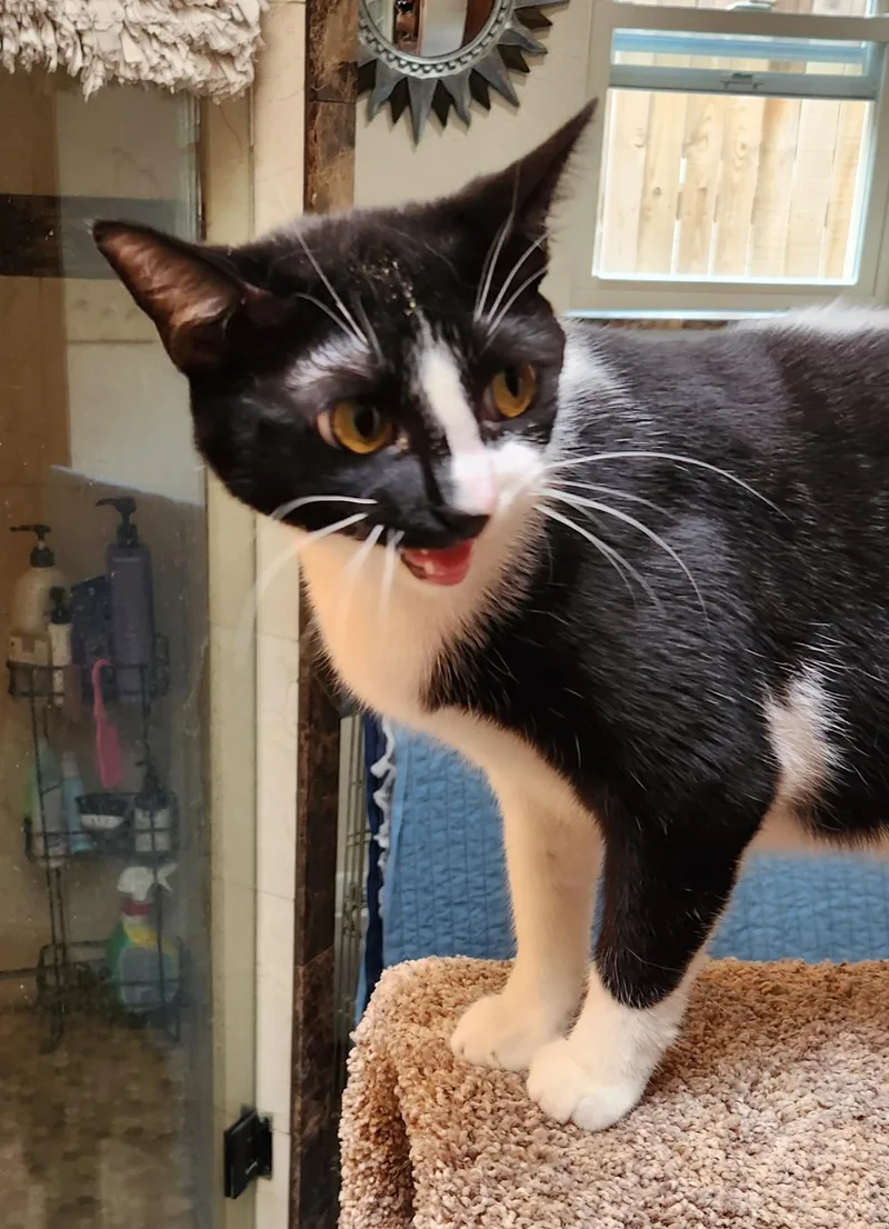 A young medium-sized female Black & White / Tuxedo Domestic Short Hair cat named Penny for adoption in Oklahoma City, OK