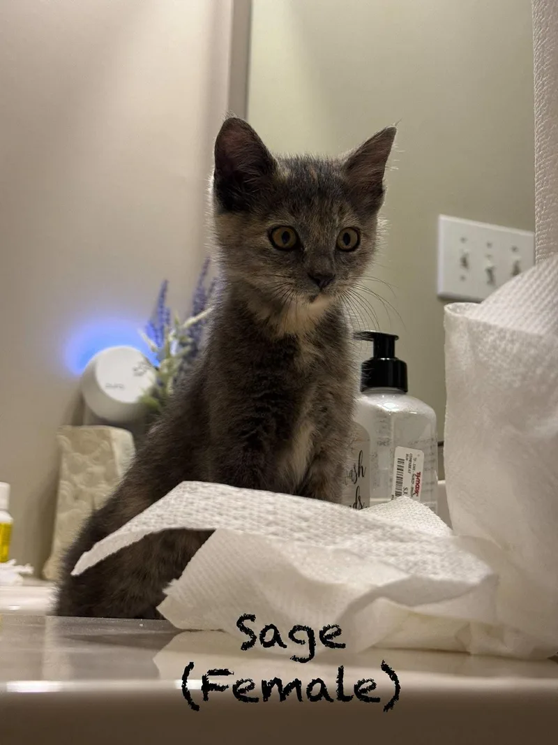A baby medium-sized female Domestic Short Hair cat named Sage for adoption in Oakboro , NC