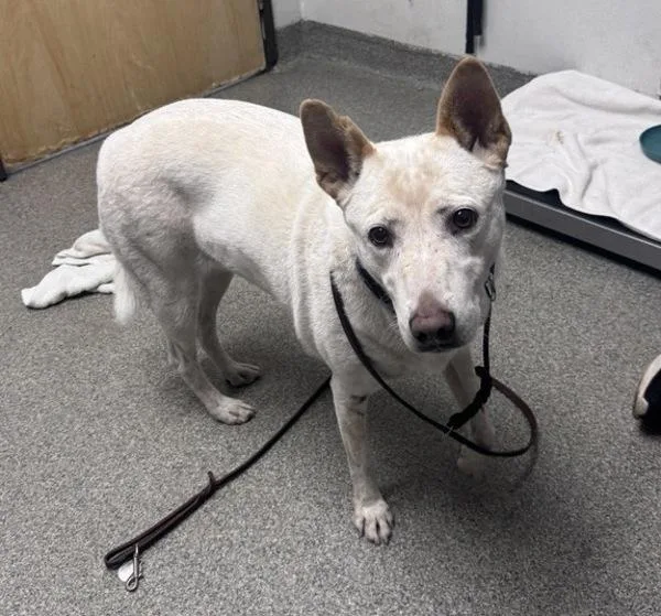 A senior large-sized female Australian Cattle Dog / Blue Heeler dog named Lily for adoption in Escondido, CA